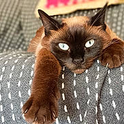 Luciole a rejoint le concours — aidez-le/la à gagner de superbes lots ! cat, siamese_cat, paw, claws, blue_eyes, feline, pet, animal, fur, whiskers, relaxed, cozy, blanket, patterned_blanket, indoor, close_up, stretching, resting, cute, domestic_cat