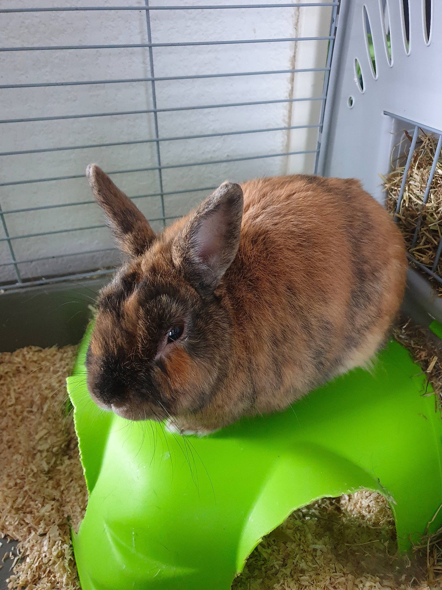 Lapinou participe au concours pour gagner de l'argent avec cette photo : domestic_rabbit, ear, fawn, mammal, rabbit, rabbits_and_hares, whiskers