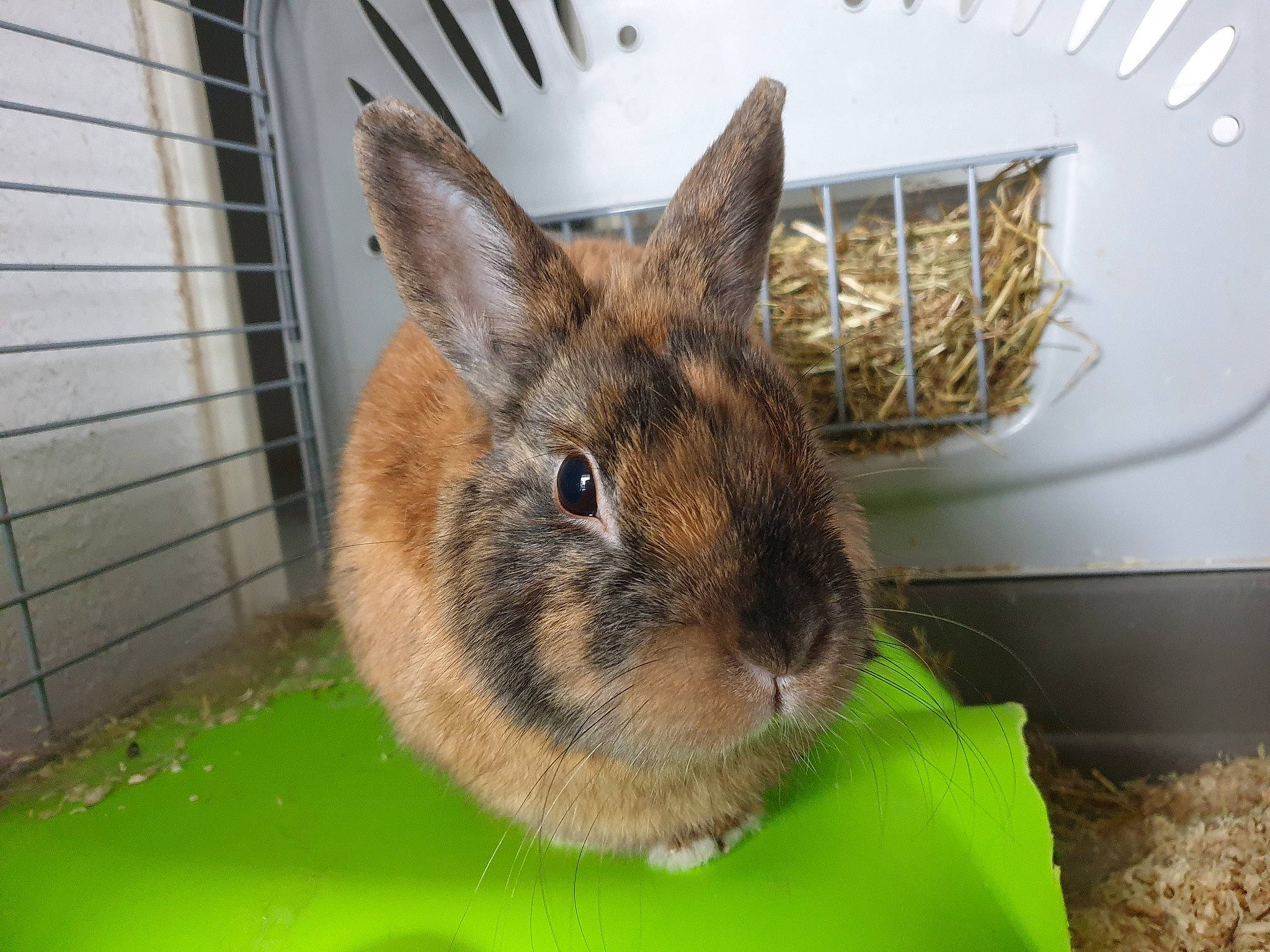 Lapinou participe au concours pour gagner de l'argent avec cette photo : degu, domestic_rabbit, ear, fawn, grass, hare, lower_keys_marsh_rabbit, mammal, organism, plant, rabbit, rabbits_and_hares, snout, vertebrate, whiskers, wildlife, wood_rabbit