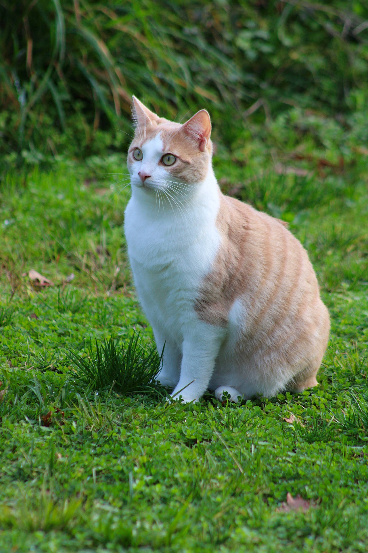 Pralin a rejoint le concours — aidez-le/la à gagner de superbes lots ! aegean_cat, american_wirehair, carnivore, cat, domestic_short_haired_cat, european_shorthair, felidae, fur, german_rex, grass, mammal, organism, plant, polydactyl_cat, small_to_medium_sized_cats, tabby_cat, tail, turkish_van, whiskers, wildlife