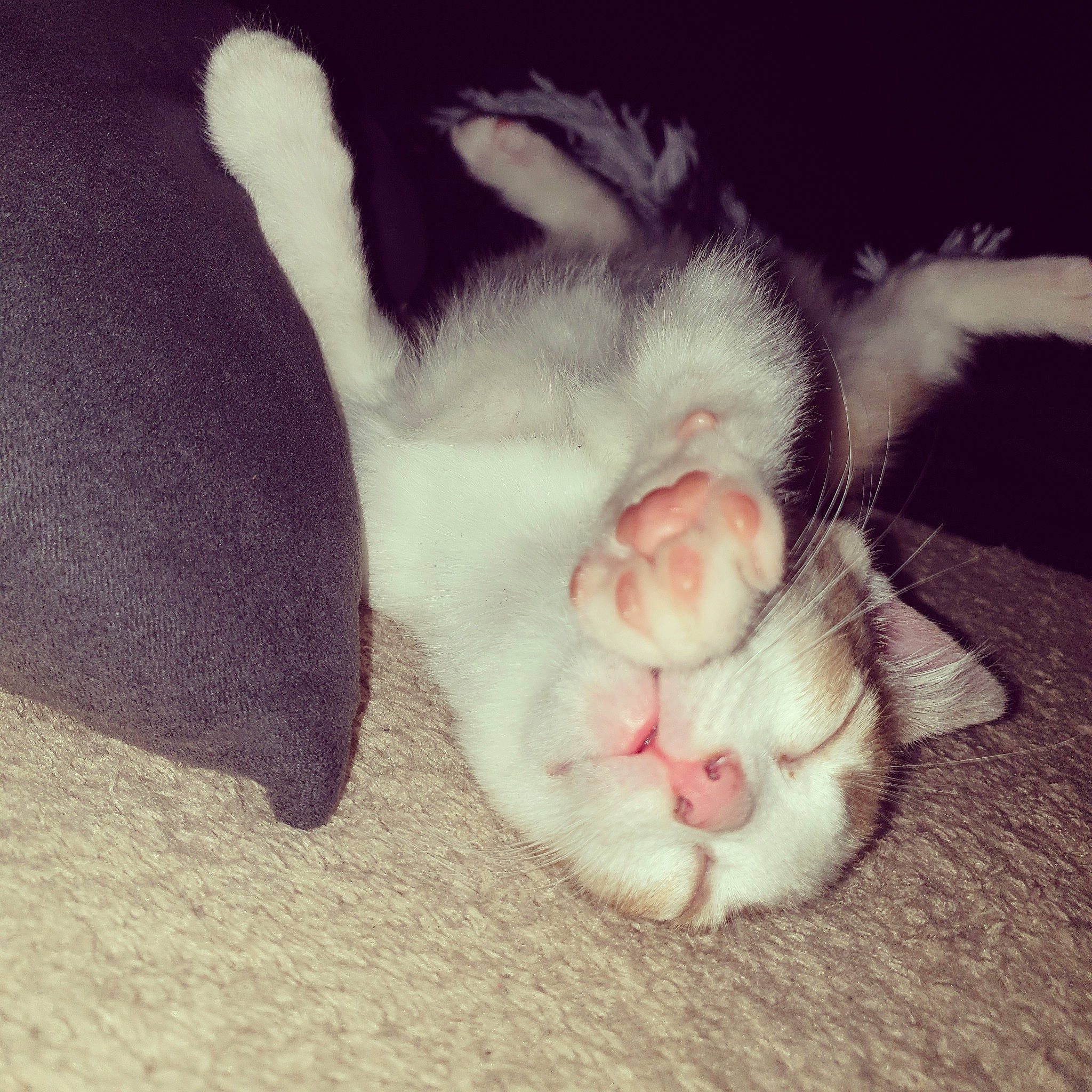 Pralin participe au concours pour gagner de l'argent avec cette photo : baby, carnivore, cat, claw, ear, eye, felidae, fur, hand, kitten, leg, nap, nose, paw, polydactyl_cat, skin, sleep, small_to_medium_sized_cats, tail, whiskers