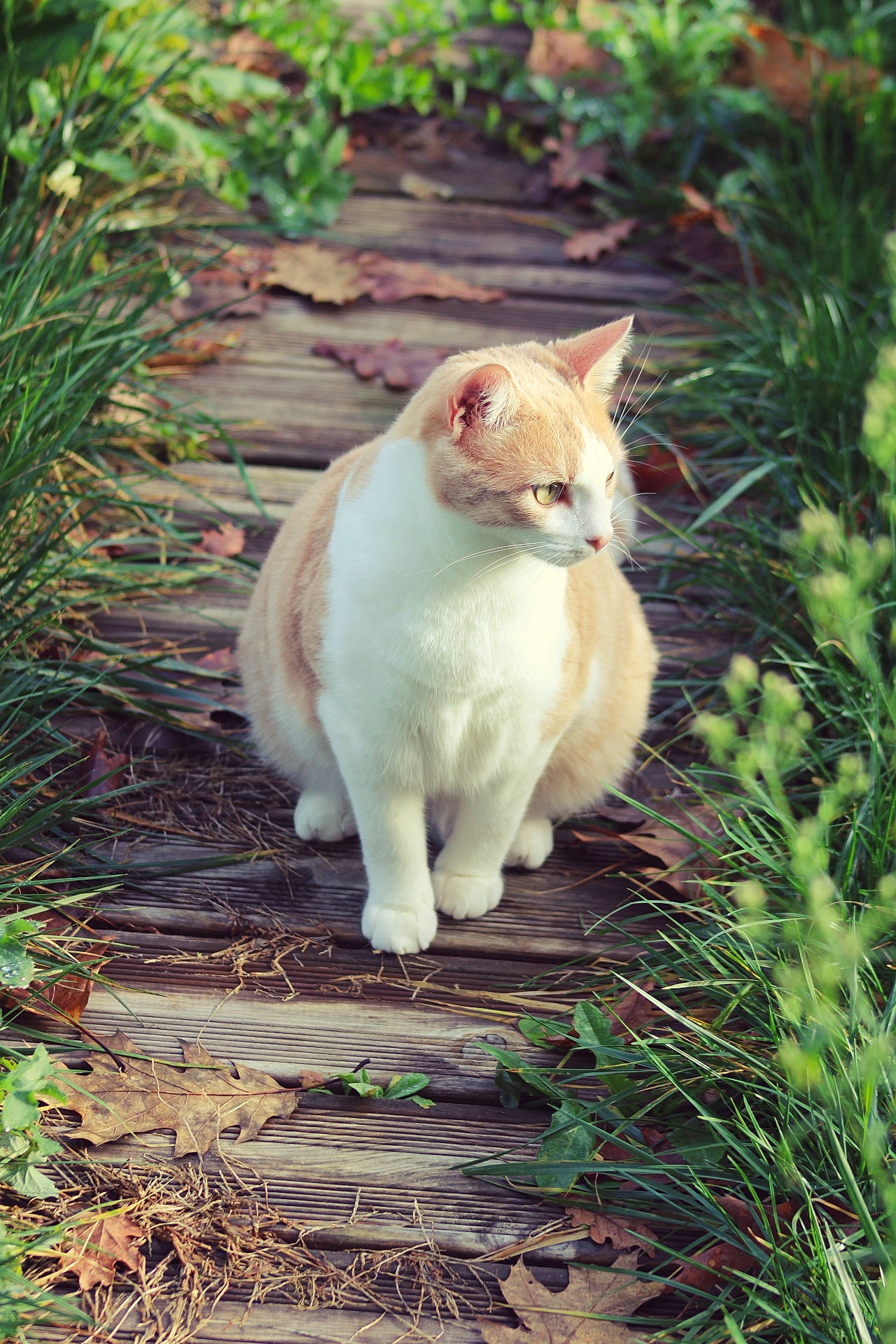 Pralin participe au concours pour gagner de l'argent avec cette photo : aegean_cat, carnivore, cat, domestic_short_haired_cat, fawn, felidae, fur, grass, plant, small_to_medium_sized_cats, tail, tree, turkish_angora, whiskers, wildlife