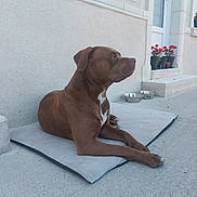 Dream a rejoint le concours — aidez-le/la à gagner de superbes lots ! dog, brown_dog, pet, animal, outdoor, mat, concrete, wall, flower_pots, red_flowers, food_bowls, resting, calm, side_view, daylight, building, door, quiet, watchful, domestic
