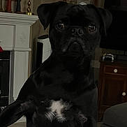 Timmy joined the competition — help win amazing prizes! dog, black_pug, pet, indoor, countertop, living_room, furniture, fireplace, curious, canine, animal, white_patch, marble_surface, ears, face, paw, home_interior, decor, television, table