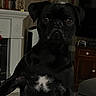 dog, black_pug, pet, indoor, countertop, living_room, furniture, fireplace, curious, canine, animal, white_patch, marble_surface, ears, face, paw, home_interior, decor, television, table