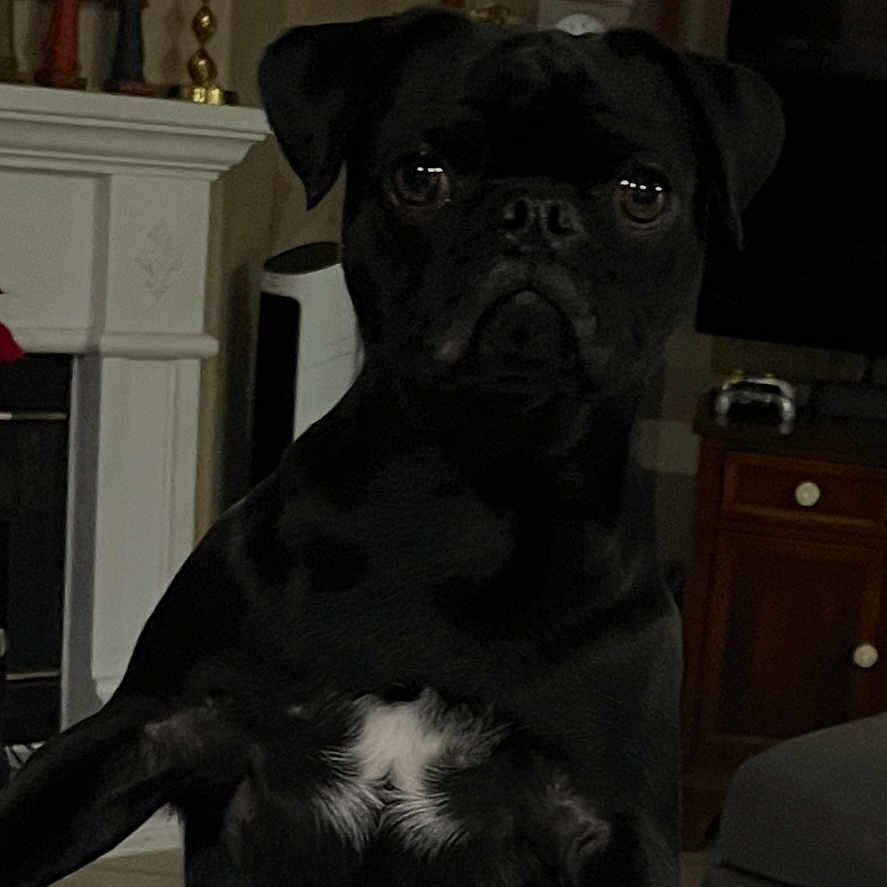 Timmy joined the competition — help win amazing prizes! dog, black_pug, pet, indoor, countertop, living_room, furniture, fireplace, curious, canine, animal, white_patch, marble_surface, ears, face, paw, home_interior, decor, television, table
