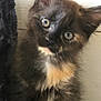 abyssinian, angora, animal, blackcat, brasssection, cat, den, egyptiancat, horn, indoors, kitten, manx, musicalinstrument, pet, siamese, snout