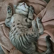 Asha participe au concours pour gagner de l'argent avec cette photo : kitten, cat, gray_cat, white_cat, tabby, fluffy, sleeping, lying_down, upside_down, paws, belly, tail, fur, blanket, pink_blanket, cozy, indoors, bed, relaxed, cute