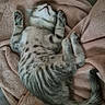 kitten, cat, gray_cat, white_cat, tabby, fluffy, sleeping, lying_down, upside_down, paws, belly, tail, fur, blanket, pink_blanket, cozy, indoors, bed, relaxed, cute