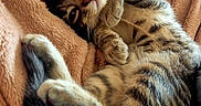 Asha participe au concours pour gagner de l'argent avec cette photo : cat, tabby_cat, pet, animal, feline, striped_fur, lying_down, upside_down, raised_paw, curled_tail, green_eyes, whiskers, indoors, bed, blanket, cozy, bedroom, relaxed, portrait, cute