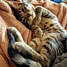 cat, tabby_cat, pet, animal, feline, striped_fur, lying_down, upside_down, raised_paw, curled_tail, green_eyes, whiskers, indoors, bed, blanket, cozy, bedroom, relaxed, portrait, cute