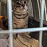 Asha participe au concours pour gagner de l'argent avec cette photo : cat, tabby_cat, pet, animal, carrier, pet_carrier, cage, bars, wide_eyes, whiskers, fur, striped_fur, portrait, close_up, indoors, blanket, plush_toy, cozy, sitting, travel