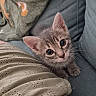 Asha participe au concours pour gagner de l'argent avec cette photo : kitten, cat, tabby, gray_fur, blue_eyes, animal, pet, cute, adorable, portrait, close_up, whiskers, ears, face, eyes, couch, blanket, fabric, indoors, cozy