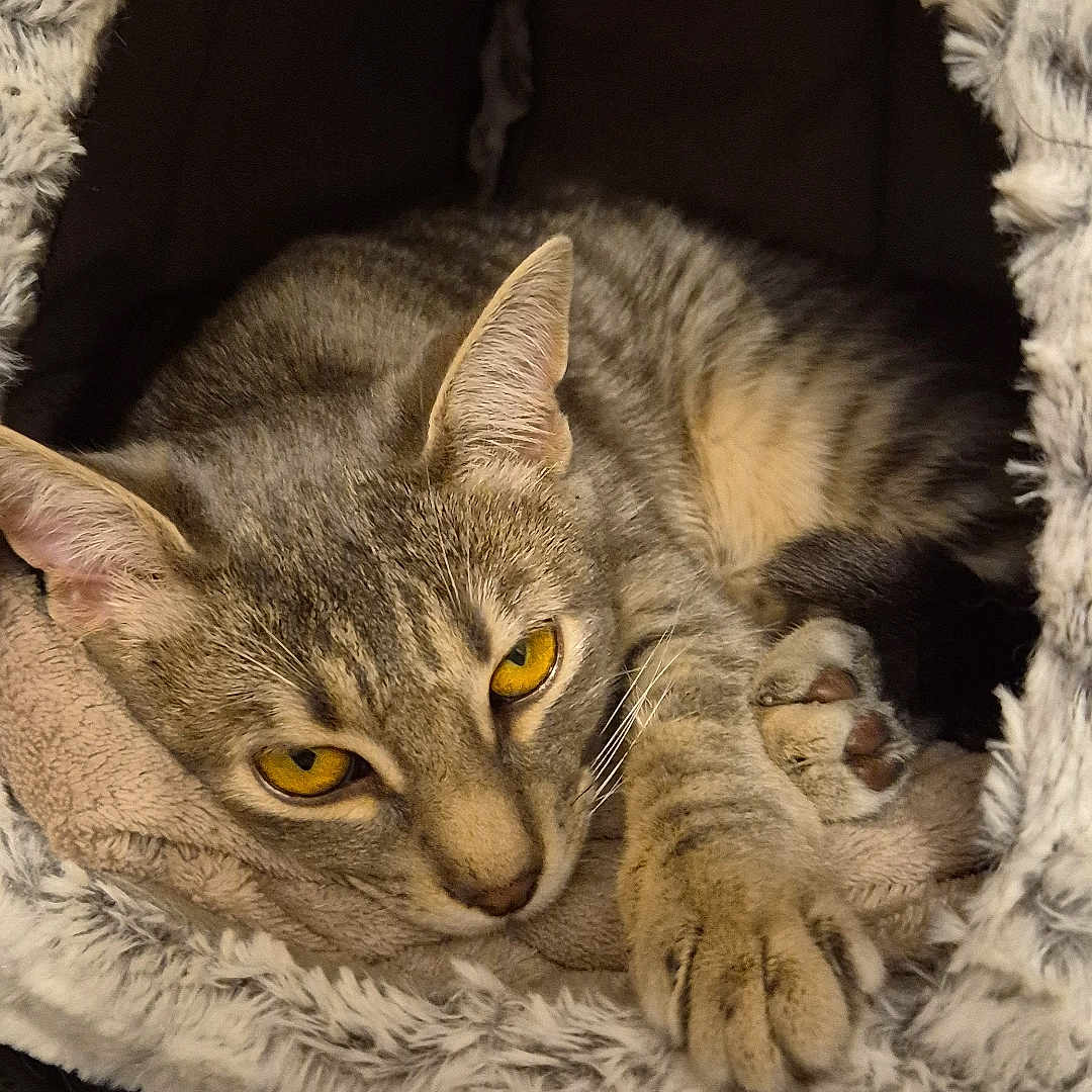 Asha a rejoint le concours — aidez-le/la à gagner de superbes lots ! cat, tabby_cat, pet, feline, sleeping, lying_down, fluffy_bed, pet_bed, cozy, indoors, close_up, portrait, yellow_eyes, whiskers, paws, striped_fur, relaxed, cute, soft_texture, home