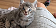 Zoomie is registered to the contest to win money with this photo: animal, blue_eyes, cat, couch, cozy, cute, domestic_cat, floor, furry, gray_tabby, indoor, kitten, lap, person, pet, relaxed, small, striped, whiskers, young