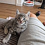 animal, blue_eyes, cat, couch, cozy, cute, domestic_cat, floor, furry, gray_tabby, indoor, kitten, lap, person, pet, relaxed, small, striped, whiskers, young