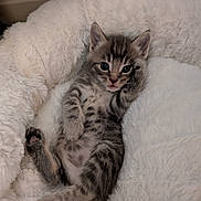 Zoomie is registered to the contest to win money with this photo: adorable, animal, bed, cat, cozy, cute, fluffy, fur, indoor, kitten, paw, pet, relaxing, resting, sleepy, small, striped, tabby, whiskers, young