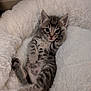 adorable, animal, bed, cat, cozy, cute, fluffy, fur, indoor, kitten, paw, pet, relaxing, resting, sleepy, small, striped, tabby, whiskers, young