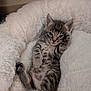 Zoomie joined the competition — help win amazing prizes! adorable, animal, cat, cozy, cute, fur, furry, indoor, kitten, paw, pet, portrait, relaxed, resting, sleeping_bed, soft, stripes, tabby, whiskers, young