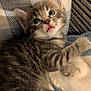 Zoomie joined the competition — help win amazing prizes! animal, blanket, blue_eyes, cat, closeup, cozy, curious, cute, feline, fur, gray_tabby, indoor, kitten, paw, pet, resting, small, soft_lighting, whiskers, young