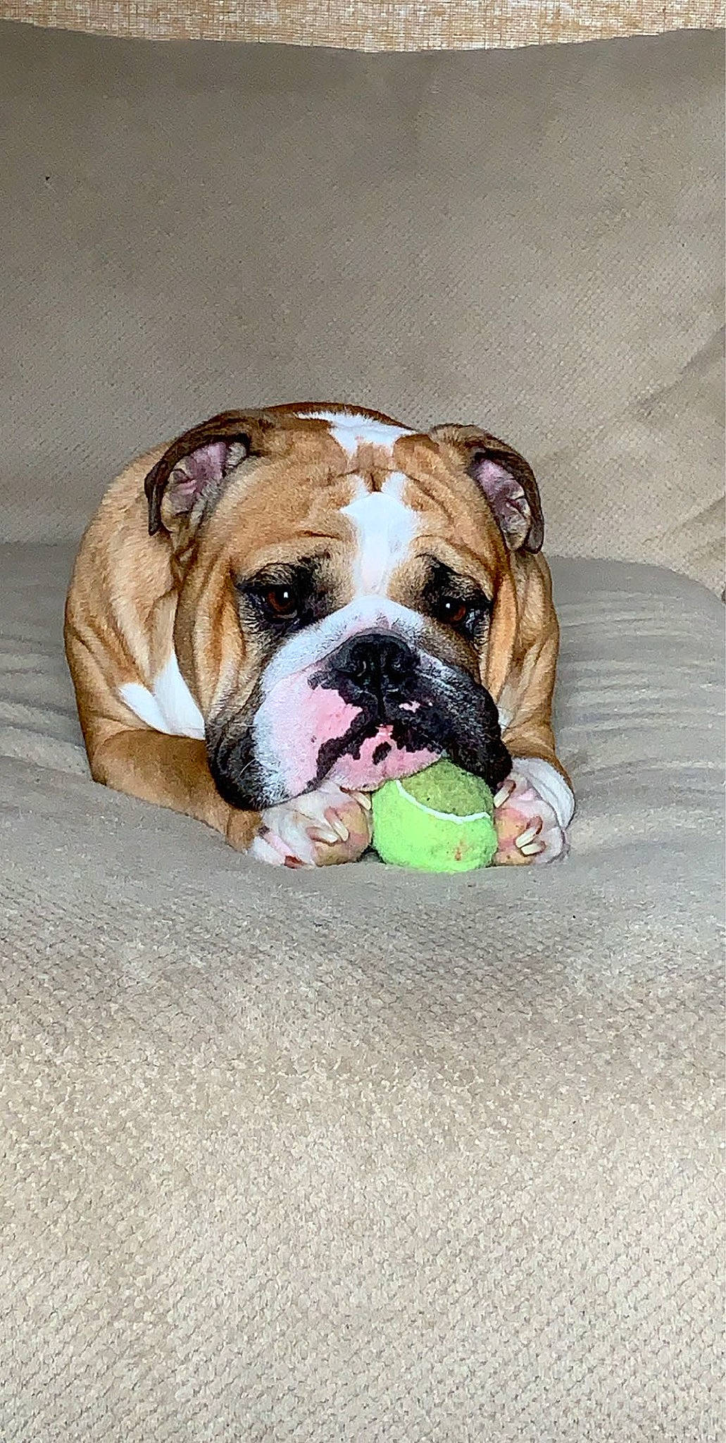 Jabberjaw Droolius is registered to the contest to win money with this photo: american_bulldog, australian_bulldog, british_bulldogs, bulldog, canidae, carnivore, companion_dog, dog, dog_breed, fawn, mammal, non_sporting_group, old_english_bulldog, olde_english_bulldogge, renascence_bulldogge, snout, sporting_group, toy_bulldog, valley_bulldog, vertebrate