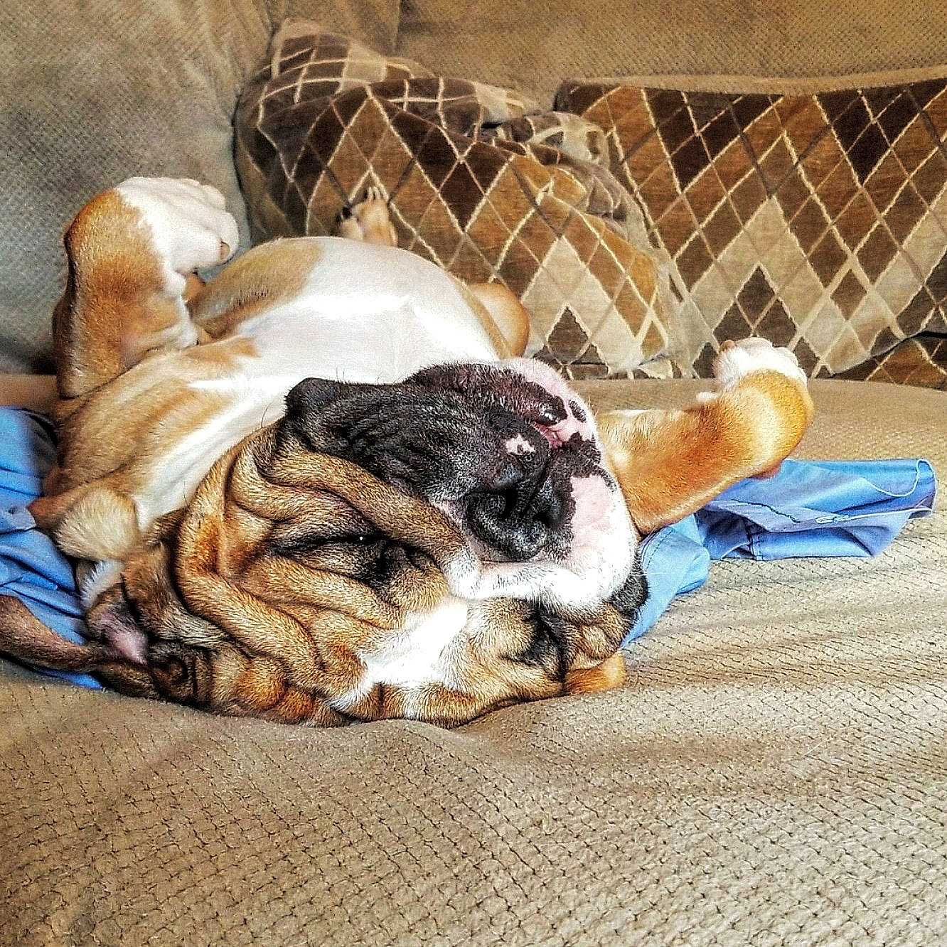 Jabberjaw Droolius is registered to the contest to win money with this photo: bulldog, canidae, carnivore, cat, companion_dog, dog, dog_breed, fawn, french_bulldog, fur, nap, non_sporting_group, old_english_bulldog, puppy, puppy_love, sleep, whiskers