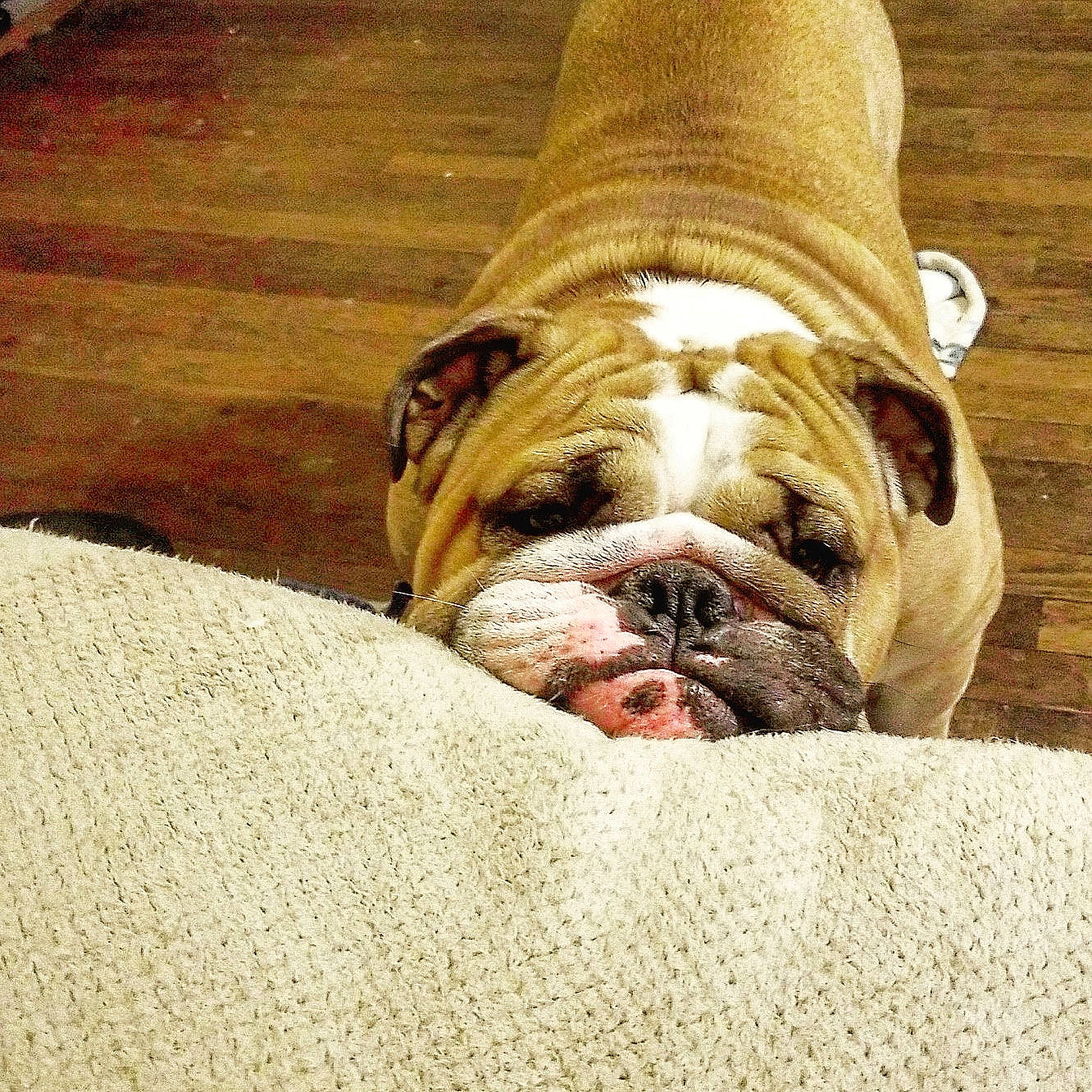 Jabberjaw Droolius joined the competition — help win amazing prizes! american_bulldog, australian_bulldog, british_bulldogs, bulldog, canidae, carnivore, companion_dog, dog, dog_breed, fawn, nap, non_sporting_group, old_english_bulldog, olde_english_bulldogge, puppy, rare_breed_dog, skin, snout, toy_bulldog, wrinkle