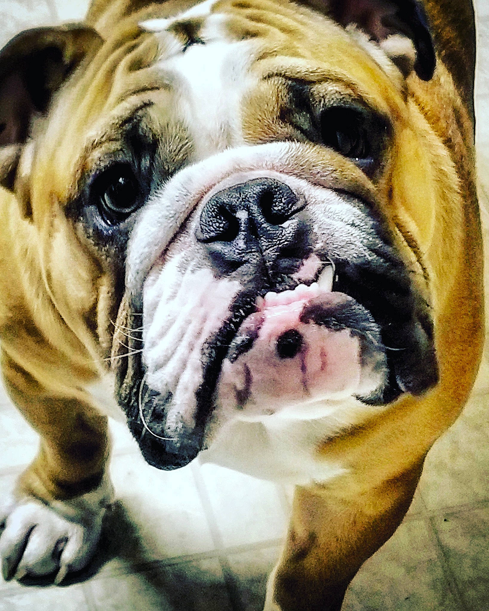 Jabberjaw Droolius joined the competition — help win amazing prizes! american_bulldog, ancient_dog_breeds, australian_bulldog, british_bulldogs, bulldog, canidae, carnivore, companion_dog, dog, dog_breed, mammal, non_sporting_group, nose, old_english_bulldog, olde_english_bulldogge, renascence_bulldogge, snout, toy_bulldog, vertebrate, white_english_bulldog