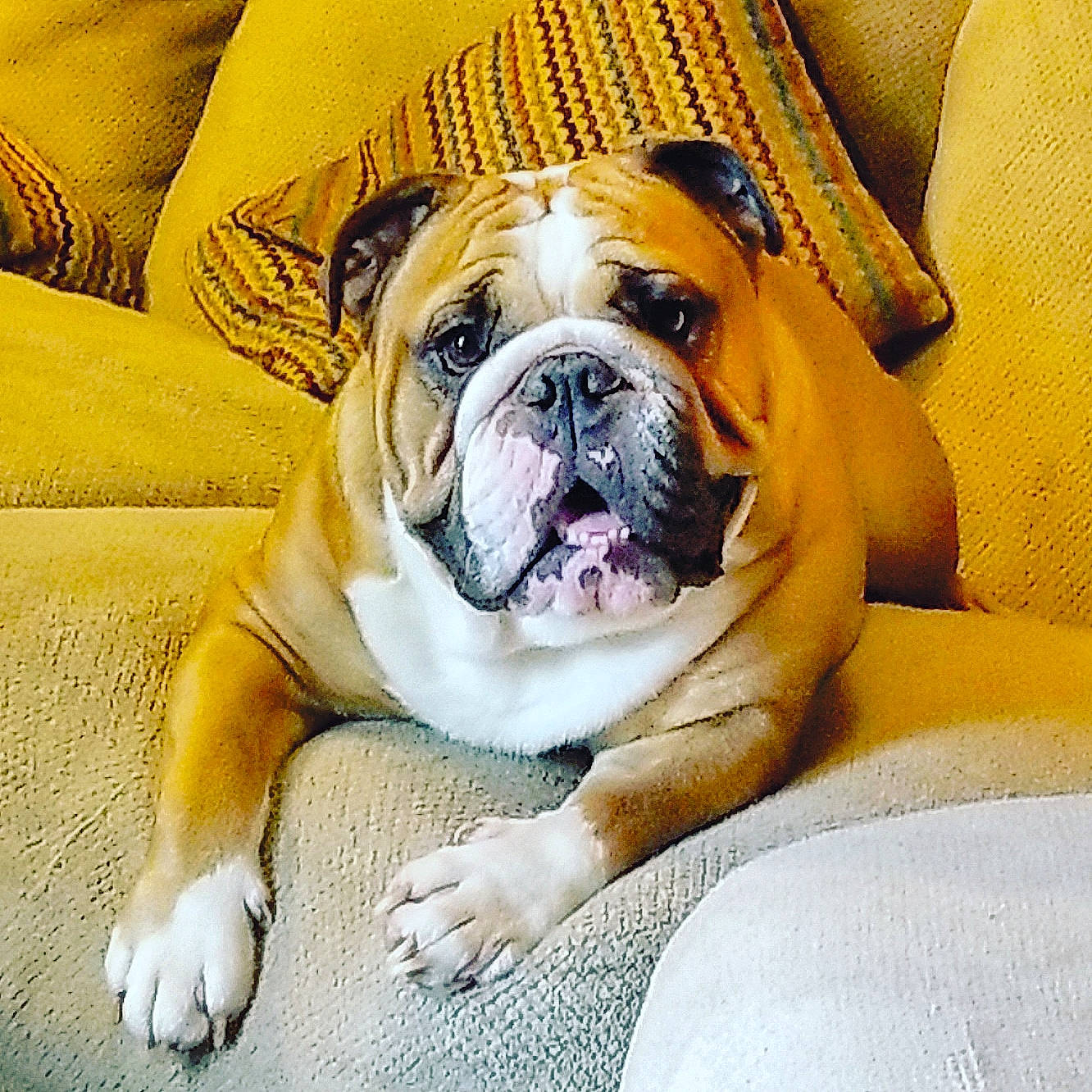 Jabberjaw Droolius is registered to the contest to win money with this photo: ancient_dog_breeds, australian_bulldog, british_bulldogs, bulldog, canidae, carnivore, companion_dog, dog, dog_breed, fawn, mammal, non_sporting_group, old_english_bulldog, olde_english_bulldogge, puppy_love, skin, snout, toy_bulldog, vertebrate, white_english_bulldog