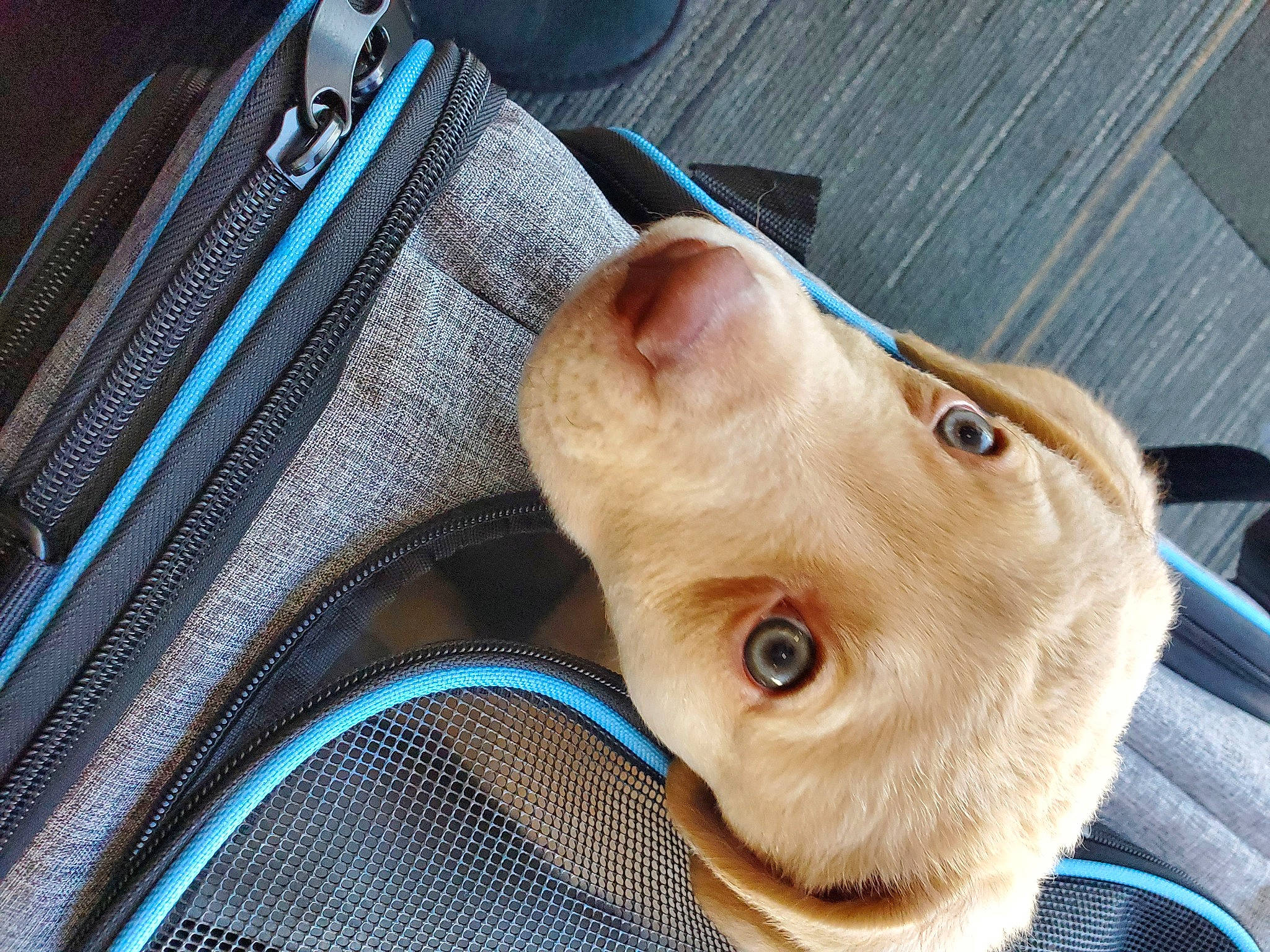 Hanna joined the competition — help win amazing prizes! auto_part, blue, canidae, carnivore, cat, comfort, companion_dog, dog_breed, electric_blue, eye, eyelash, fawn, felidae, fur, small_to_medium_sized_cats, snout, whiskers, wood, working_animal, wrinkle