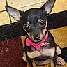 Pixie joined the competition — help win amazing prizes! puppy, dog, small_dog, pink_collar, bow_tie, carpet, indoor, ears, cute, pet, animal, floor, looking_up, black_and_tan, fur, sitting, young_dog, canine, close_up, adorable