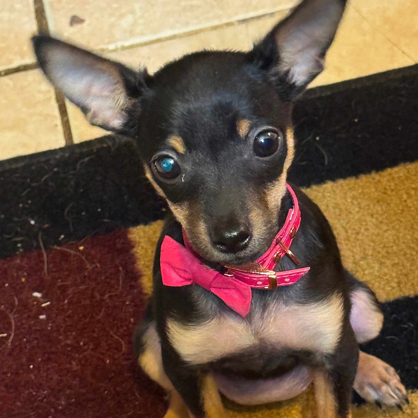 Pixie joined the competition — help win amazing prizes! puppy, dog, small_dog, pink_collar, bow_tie, carpet, indoor, ears, cute, pet, animal, floor, looking_up, black_and_tan, fur, sitting, young_dog, canine, close_up, adorable