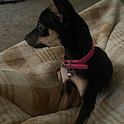Pixie is registered to the contest to win money with this photo: dog, puppy, pet, blanket, collar, indoor, carpet, canine, small_dog, black_dog, tan_markings, pink_collar, sitting, looking_away, ears_up, cozy, home, quiet, animal, young_dog