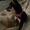 dog, puppy, pet, blanket, collar, indoor, carpet, canine, small_dog, black_dog, tan_markings, pink_collar, sitting, looking_away, ears_up, cozy, home, quiet, animal, young_dog