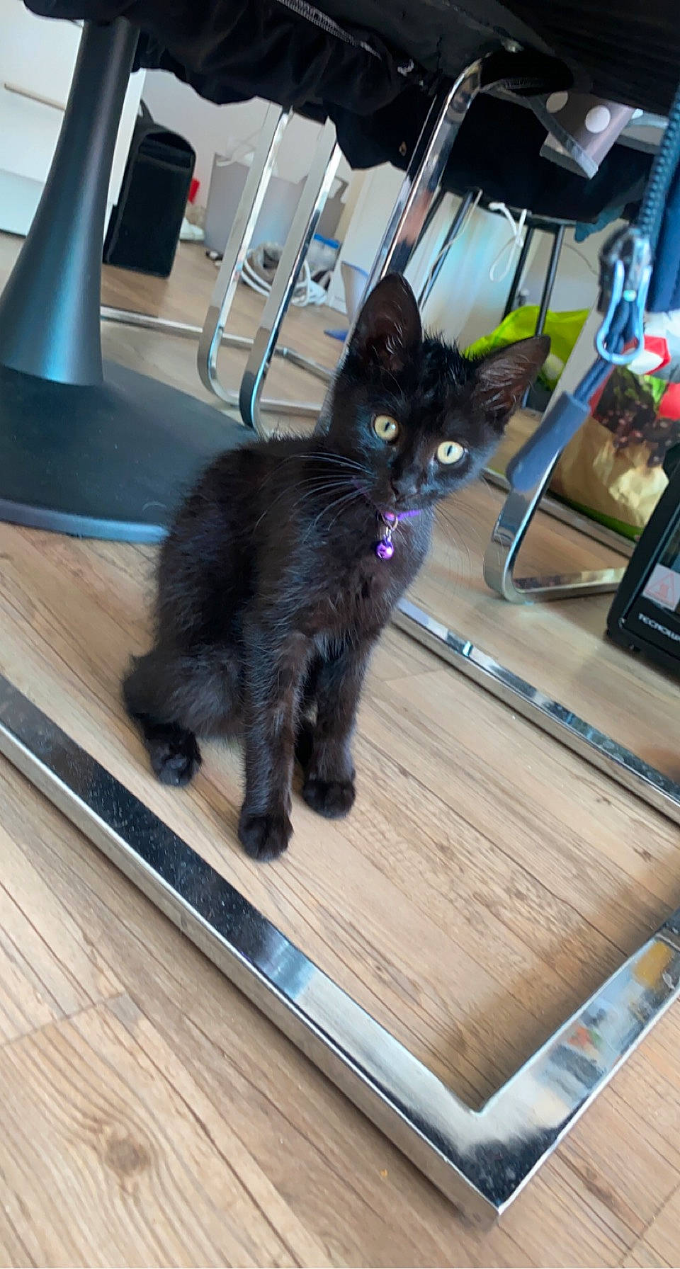 Blue participe au concours pour gagner de l'argent avec cette photo : black_cat, bombay, carnivore, cat, comfort, domestic_short_haired_cat, felidae, flooring, fur, hardwood, laminate_flooring, plank, rectangle, small_to_medium_sized_cats, tail, varnish, whiskers, wood, wood_flooring, wood_stain