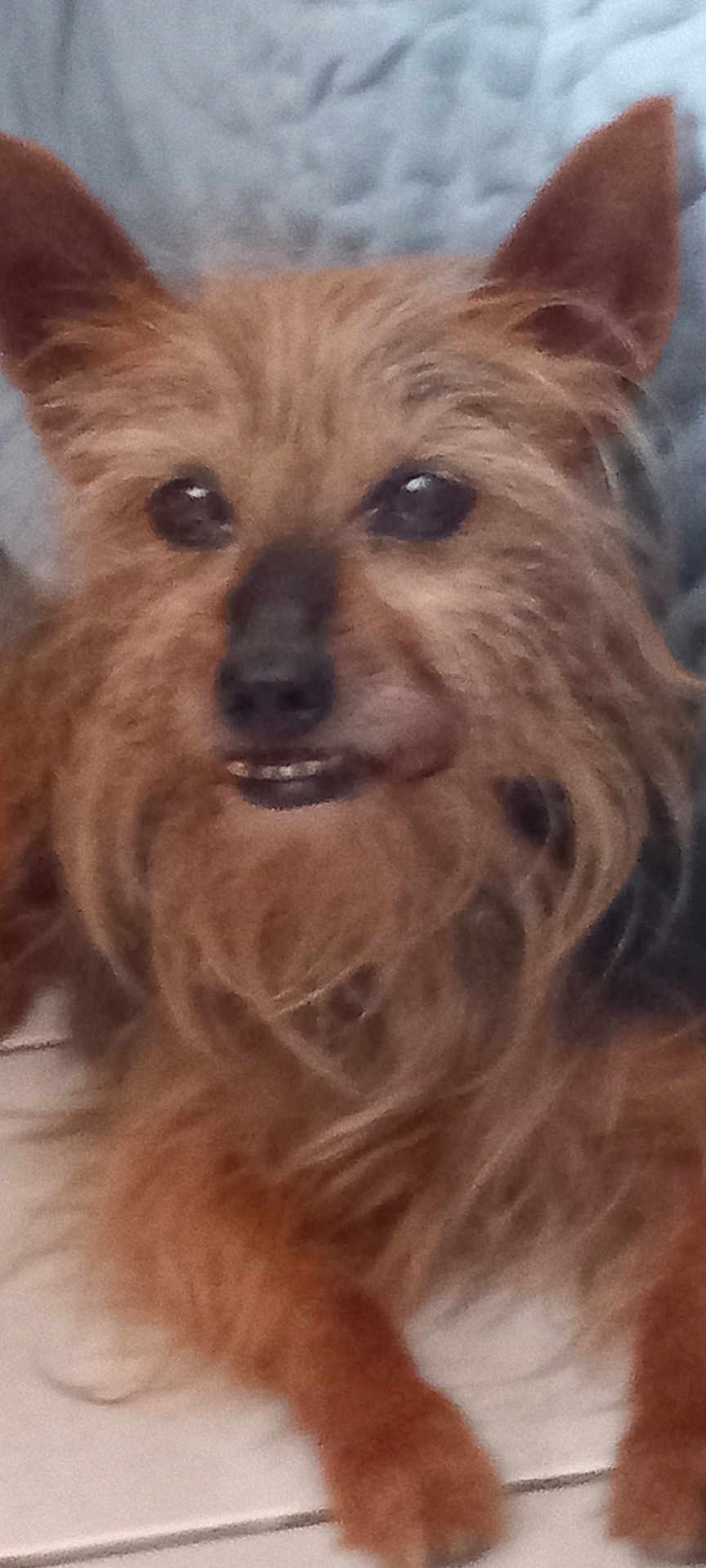 Heliot a rejoint le concours — aidez-le/la à gagner de superbes lots ! dog, small_dog, brown_fur, scruffy, close_up, pet, animal, indoor, cute, face, ears, eyes, teeth, floor, tile, fur, resting, portrait, canine, companion