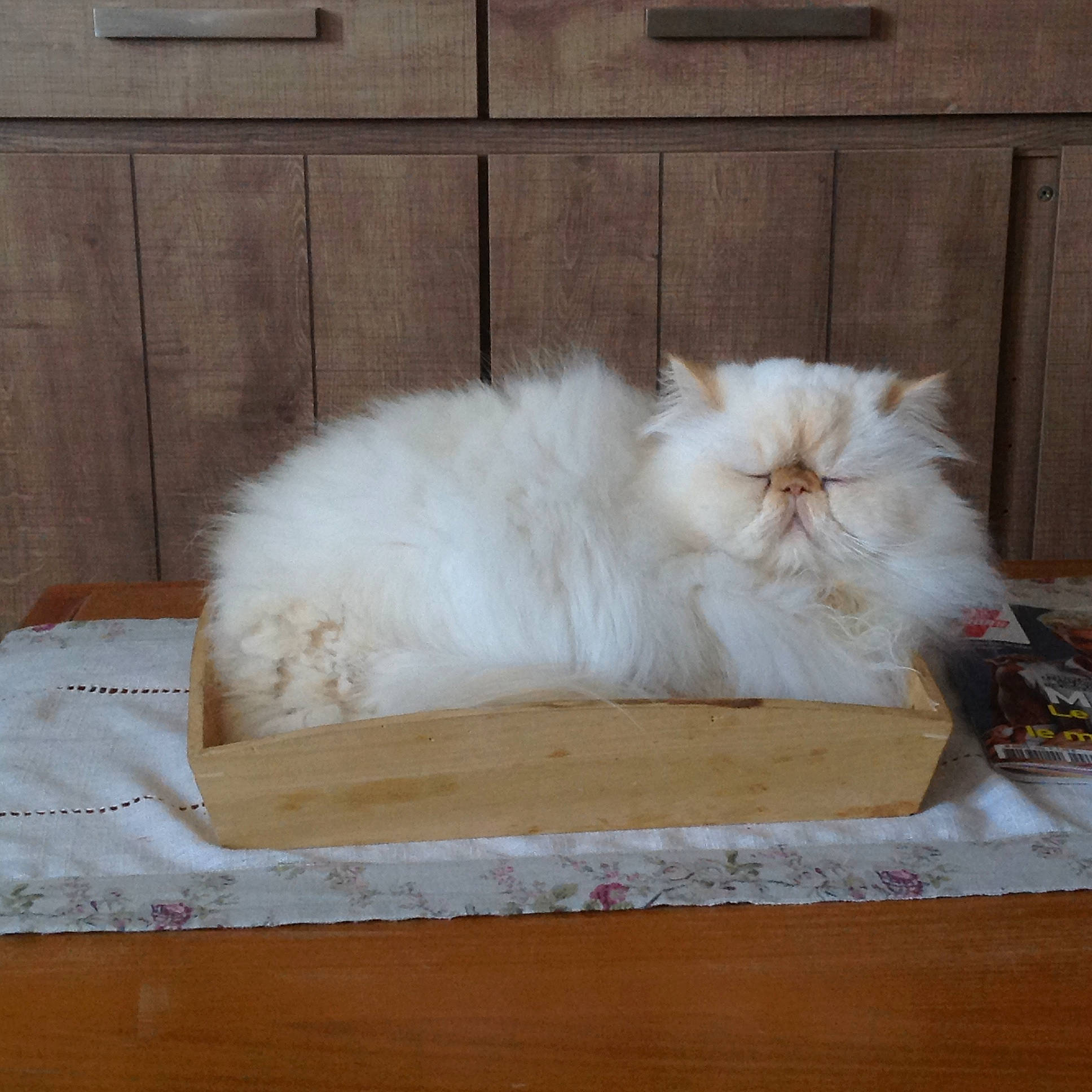 Farouk a rejoint le concours — aidez-le/la à gagner de superbes lots ! british_longhair, carnivore, cat, comfort, fawn, felidae, fur, grey, hardwood, natural_material, persian, ragdoll, rectangle, room, small_to_medium_sized_cats, snout, tail, whiskers, wood