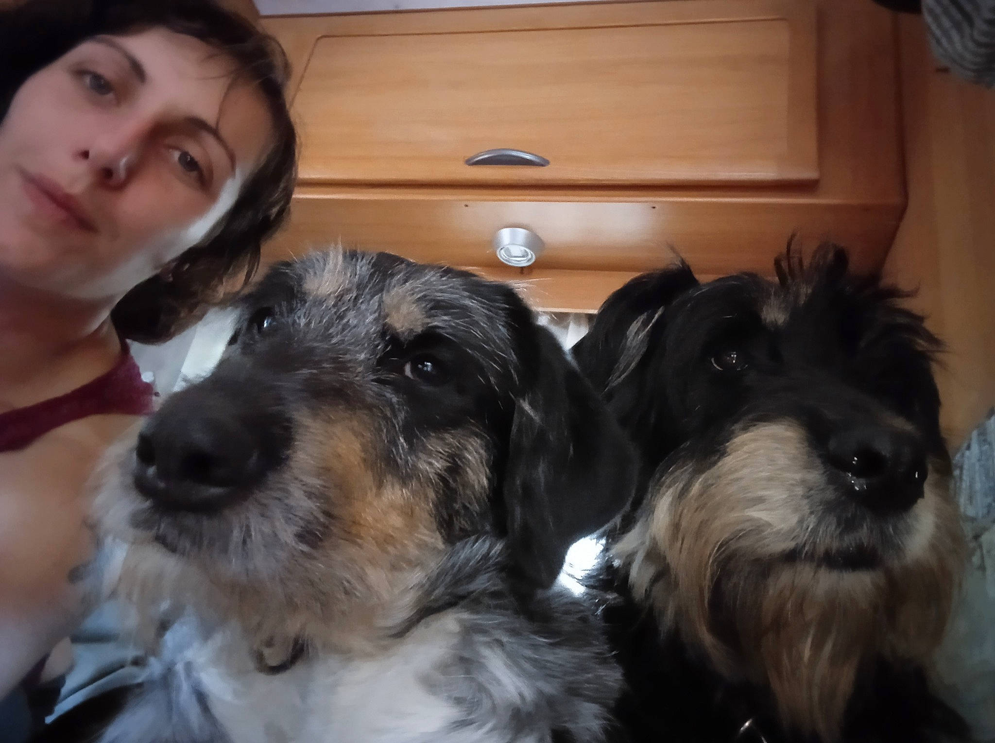 Tuita participe au concours pour gagner de l'argent avec cette photo : cabinetry, canidae, carnivore, chest_of_drawers, companion_dog, dog, dog_breed, ear, fur, shih_poo, small_terrier, smile, snout, sporting_group, terrier, toy_dog, vertebrate, whiskers, working_animal, yorkipoo