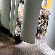 Omerta joined the competition — help win amazing prizes! cat, tortoiseshell, curious, peeking, vertical_blinds, indoor, wooden_floor, pet, fur, green_eyes, animal, closeup, hidden, playful, domestic, cozy, quiet, light, shadow, home