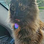 cat, tortoiseshell, fluffy, pet, animal, car_interior, steering_wheel, dashboard, fur, wide_eyes, tongue_out, collar, tag, window, daylight, vehicle, seat, close_up, whiskers, cute