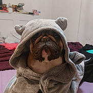 Ritchy participe au concours pour gagner de l'argent avec cette photo : bulldog, dog, towel, gray, bed, blanket, indoor, pet, animal, cute, cozy, fur, ears, snout, wrapped, face, expression, resting, room, furniture