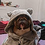 bulldog, dog, towel, gray, bed, blanket, indoor, pet, animal, cute, cozy, fur, ears, snout, wrapped, face, expression, resting, room, furniture