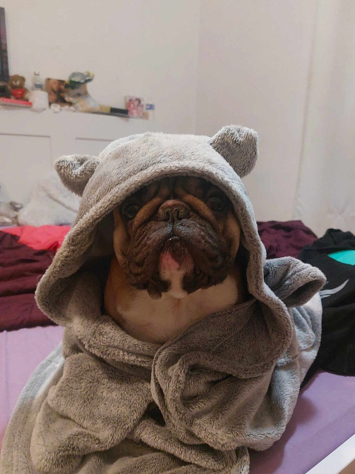 Ritchy participe au concours pour gagner de l'argent avec cette photo : bulldog, dog, towel, gray, bed, blanket, indoor, pet, animal, cute, cozy, fur, ears, snout, wrapped, face, expression, resting, room, furniture