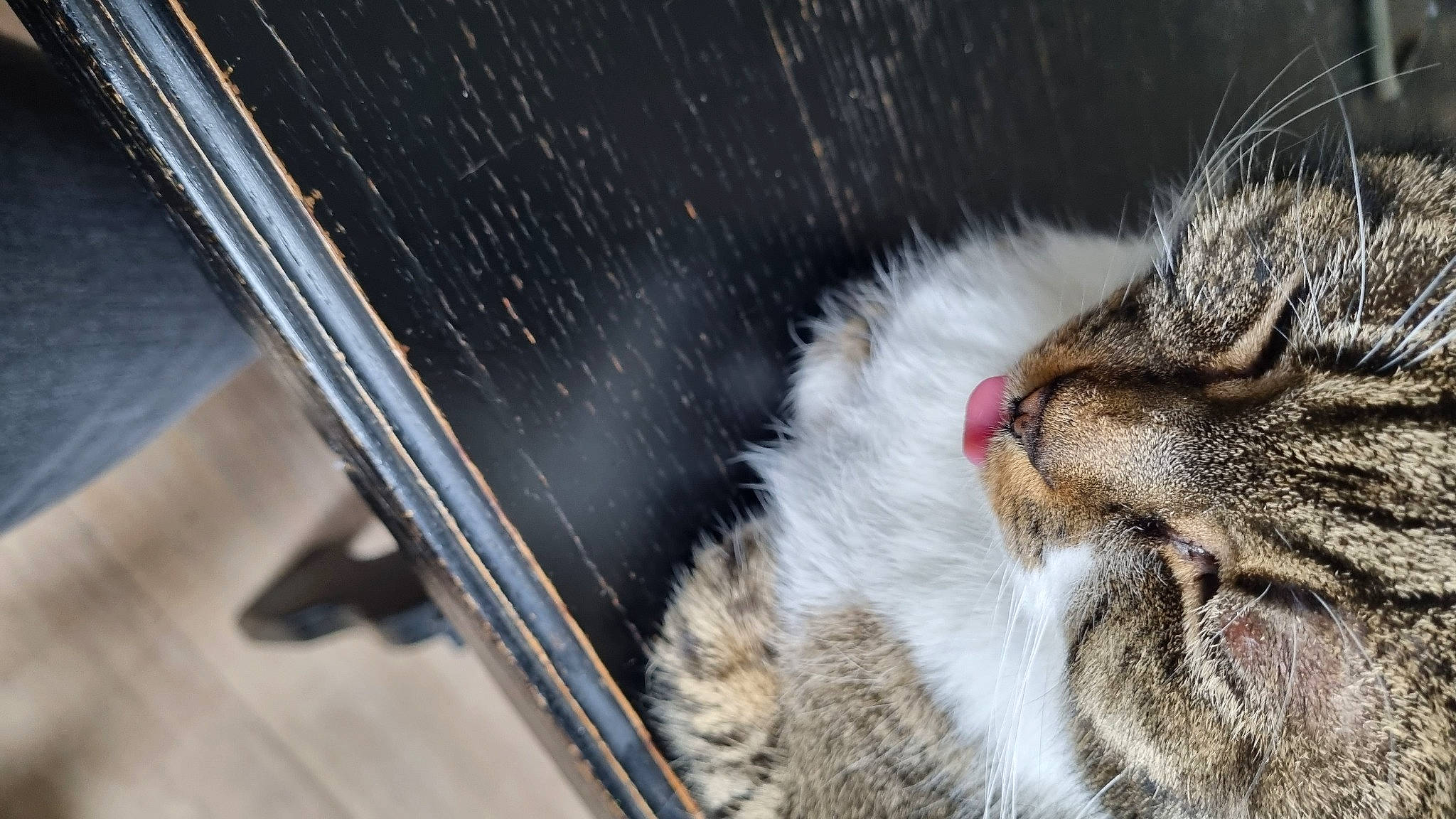 Hera a rejoint le concours — aidez-le/la à gagner de superbes lots ! carnivore, cat, claw, comfort, domestic_short_haired_cat, eye, felidae, fur, iris, metal, paw, small_to_medium_sized_cats, snout, terrestrial_animal, vehicle_door, whiskers, wildlife, window, windshield, wood