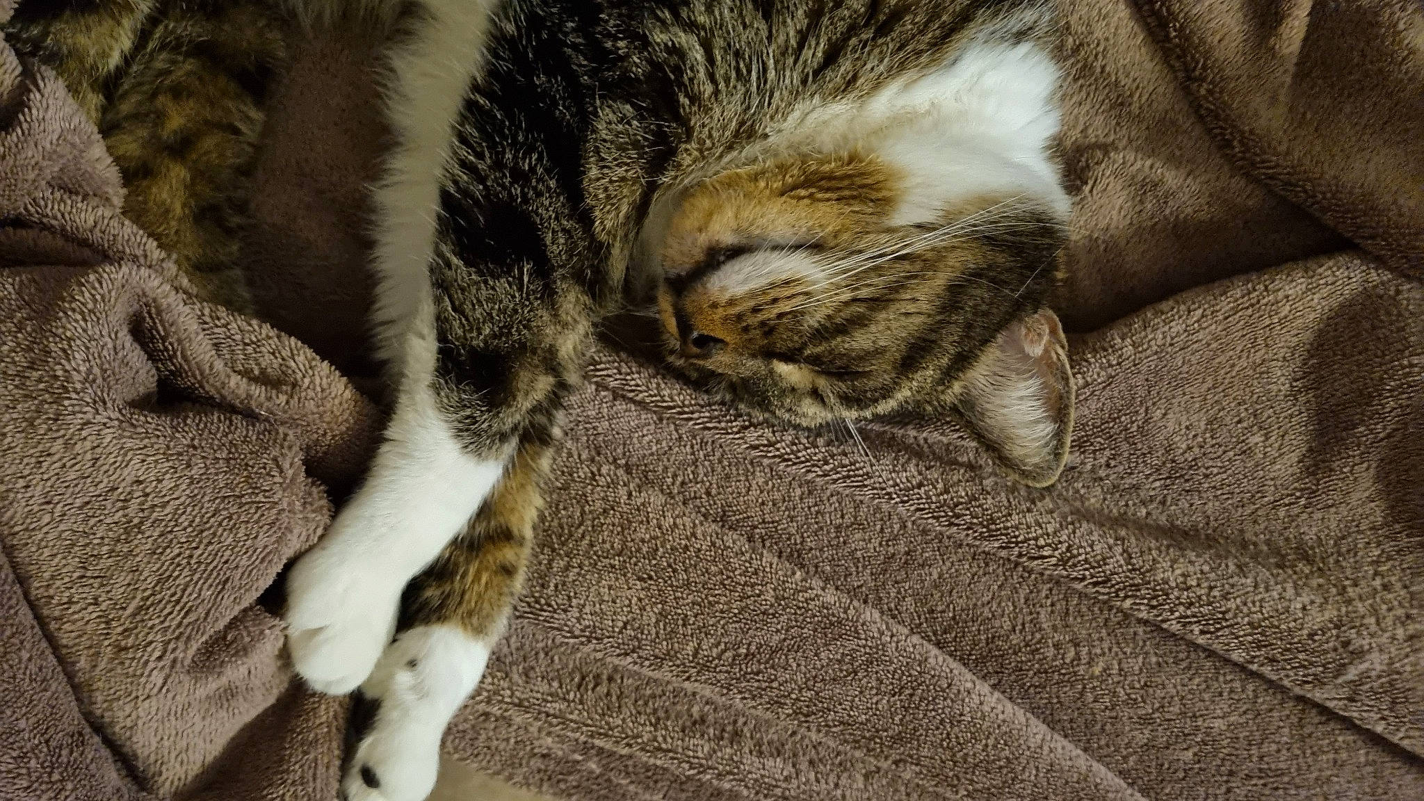 Hera participe au concours pour gagner de l'argent avec cette photo : brown, carnivore, cat, comfort, domestic_short_haired_cat, fawn, felidae, flooring, fur, grey, linens, nap, pattern, paw, small_to_medium_sized_cats, snout, tail, terrestrial_animal, whiskers, wood