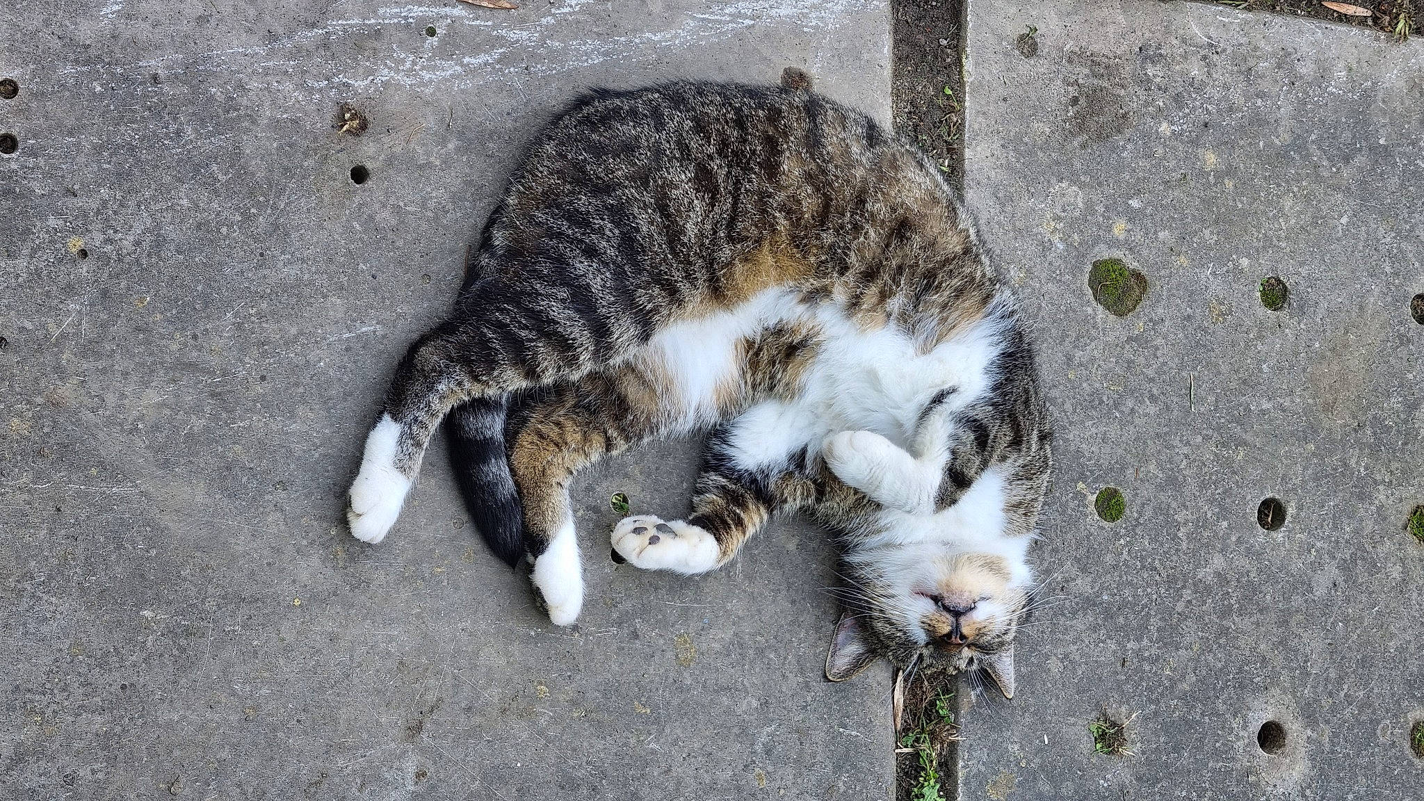 Hera a rejoint le concours — aidez-le/la à gagner de superbes lots ! asphalt, carnivore, cat, claw, domestic_short_haired_cat, felidae, fur, grass, organism, paw, road_surface, sand, small_to_medium_sized_cats, snout, tail, terrestrial_animal, whiskers, wildlife