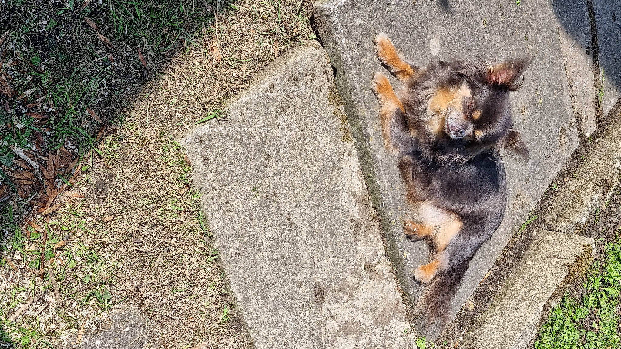 Leeroy a rejoint le concours — aidez-le/la à gagner de superbes lots ! asphalt, carnivore, companion_dog, concrete, dog, dog_breed, felidae, grass, groundcover, old_german_shepherd_dog, paw, road_surface, sidewalk, snout, soil, street_dog, tail, tar, terrestrial_animal, working_dog