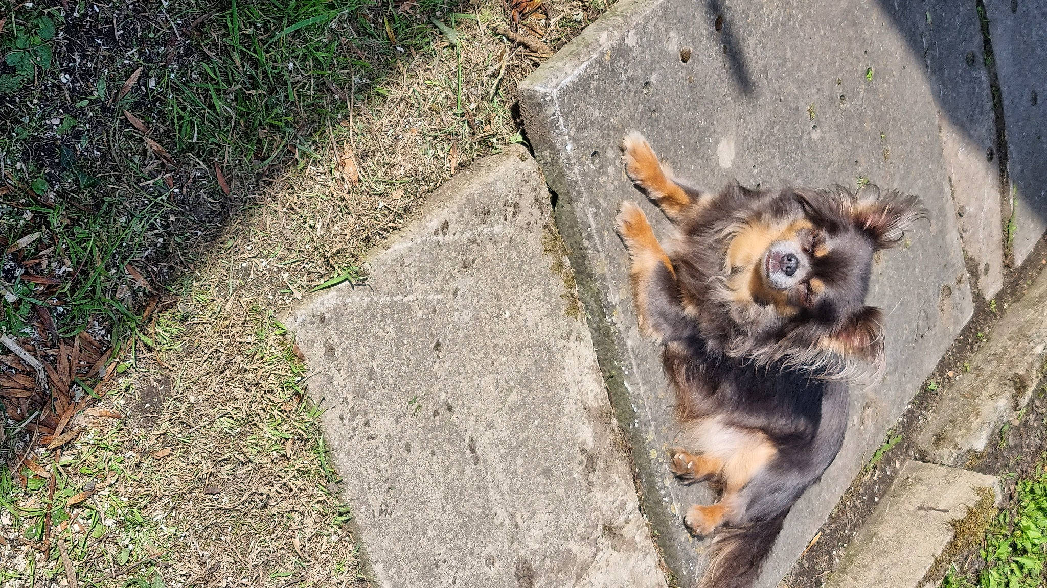 Leeroy participe au concours pour gagner de l'argent avec cette photo : asphalt, canidae, carnivore, companion_dog, dog, dog_breed, fawn, felidae, grass, groundcover, old_german_shepherd_dog, plant, road_surface, sidewalk, small_to_medium_sized_cats, snout, sporting_group, street_dog, tail, terrestrial_animal