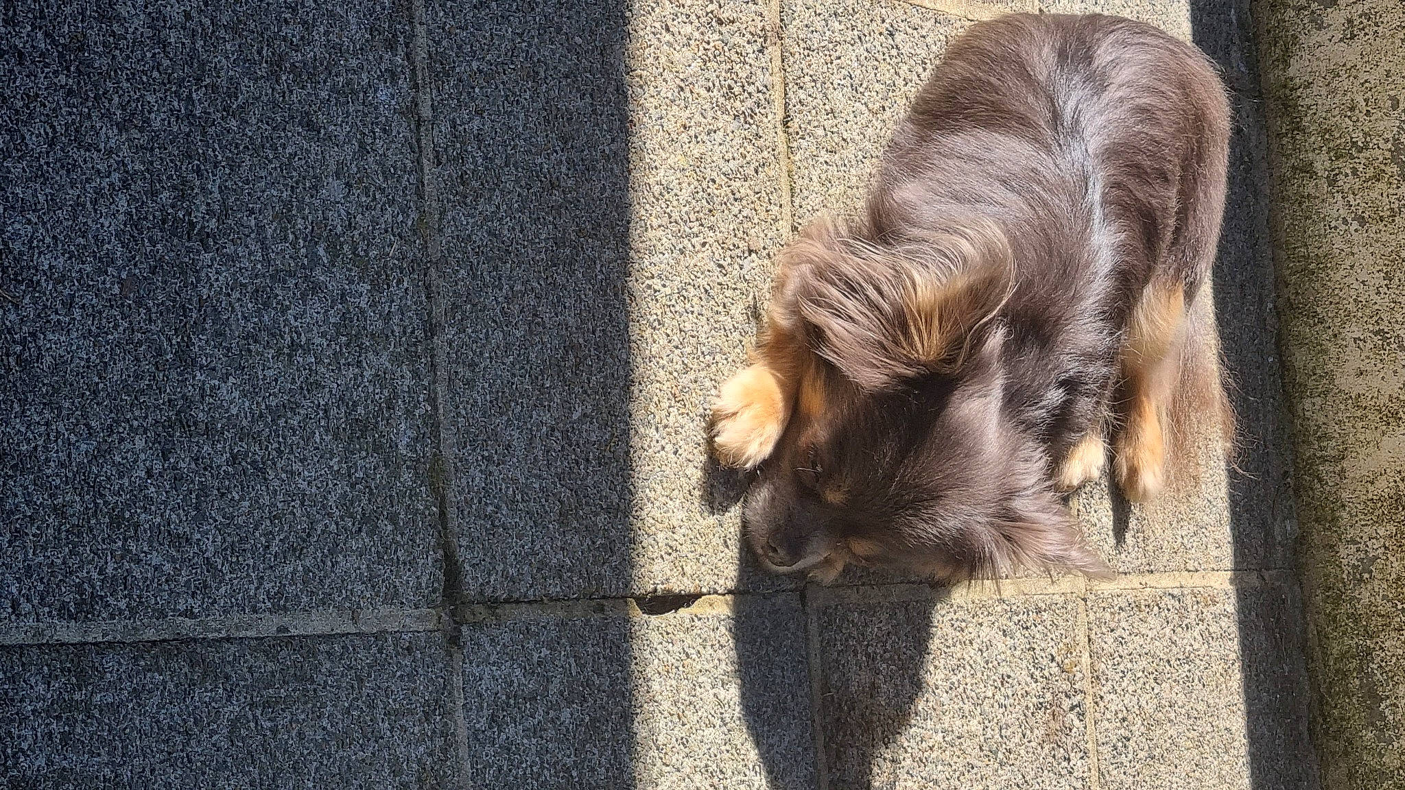 Leeroy a rejoint le concours — aidez-le/la à gagner de superbes lots ! asphalt, carnivore, claw, companion_dog, dog, dog_breed, fawn, felidae, fur, human_leg, liver, road_surface, small_to_medium_sized_cats, snout, street_dog, tail, terrestrial_animal, whiskers, wood, working_animal