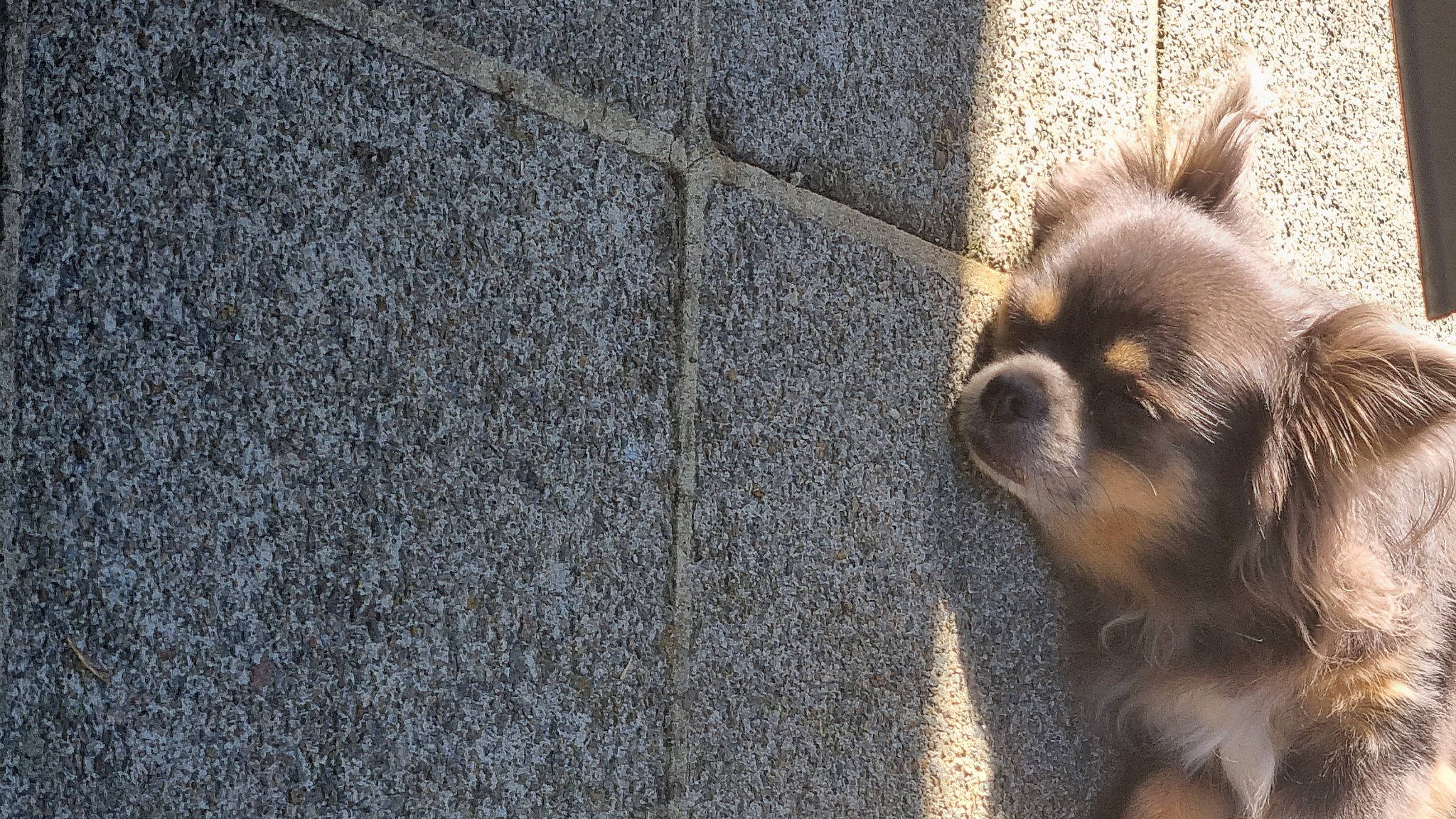 Leeroy participe au concours pour gagner de l'argent avec cette photo : asphalt, canidae, carnivore, companion_dog, concrete, dog, dog_breed, fawn, flooring, fur, liver, primate, road_surface, shadow, sporting_group, tail, terrestrial_animal, toy_dog, whiskers, wood